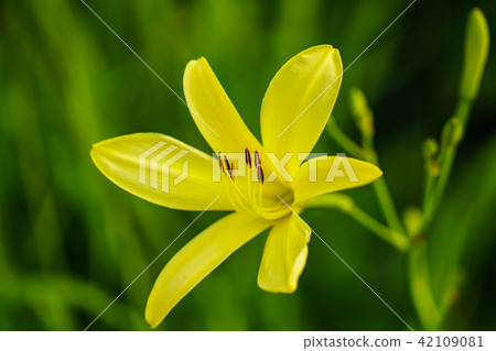 (靜岡縣)南伊豆町Oku Isonozaki的Yugege (靜岡縣)南伊豆町Oku Isonozaki的Yugege 42109081