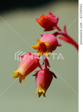 Flower macro 42109381