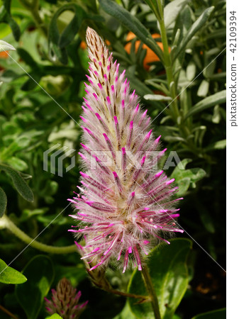 Flower macro 42109394