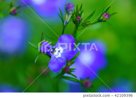 Flower macro 42109396