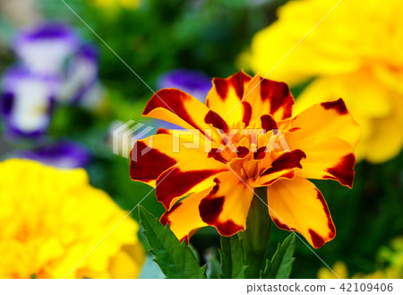 Flower macro Flower macro 42109406