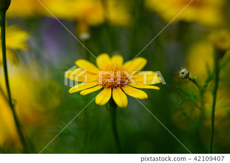 Flower macro Flower macro 42109407