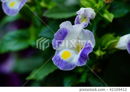 Flower macro Flower macro 42109412