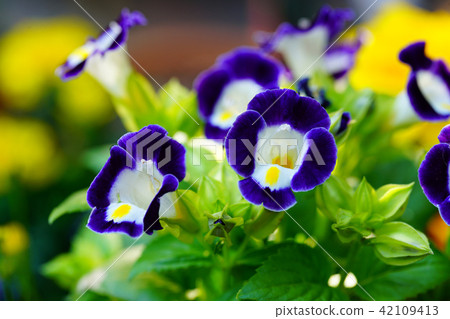 Flower macro 42109413