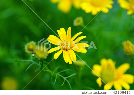 Flower macro Flower macro 42109415