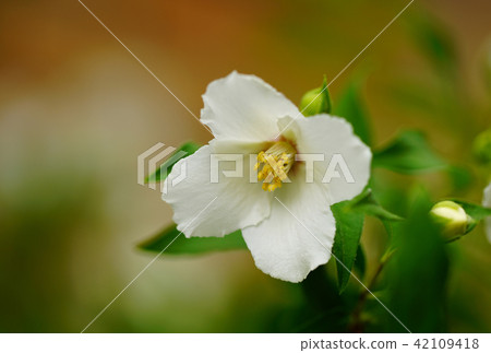 Flower macro 42109418