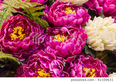 Chrysanthemum · flower · purple · bundle · full bloom 42109631