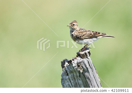 Lark of the stand 42109911