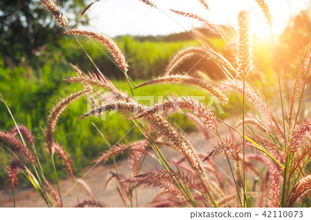 Grass flowers with sunset for background 42110073