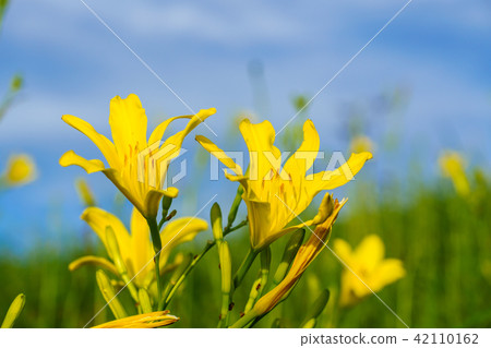 (靜岡縣)南伊豆町Oku Isonozaki的Yugege (靜岡縣)南伊豆町Oku Isonozaki的Yugege 42110162