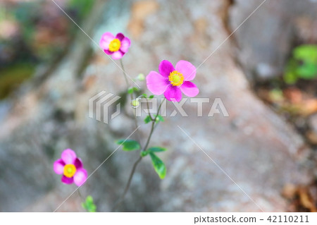 Shuigayuki花 42110211