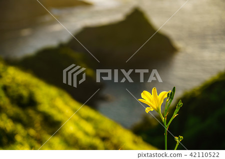 (Shizuoka Prefecture) Yuge gorgeous, Yugege park of Oku Isolozaki 42110522