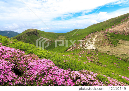 Miyama Kirishima Blooms Kuju Mountain Range - Naka-dake Miyama Kirishima Blooms Kuju Mountain Range - Naka-dake 42110549