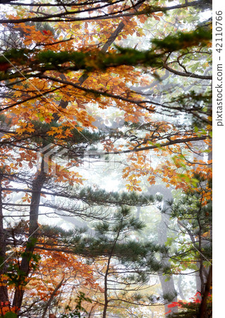Mt. Seolark 42110766