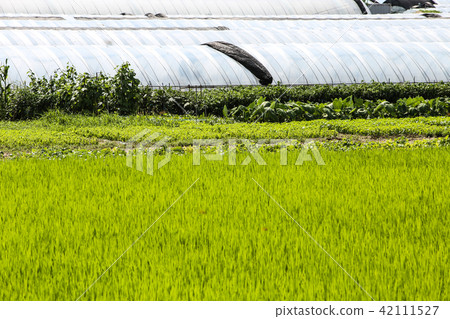 乙烯基的房子 乙烯基的房子 42111527