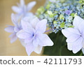 hydrangea hydrangea 42111793