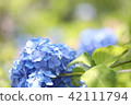 hydrangea hydrangea 42111794