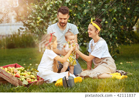 The happy young family during picking apples in a garden outdoors 42111837