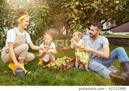 The happy young family during picking apples in a garden outdoors The happy young family during picking apples in a garden outdoors 42111998