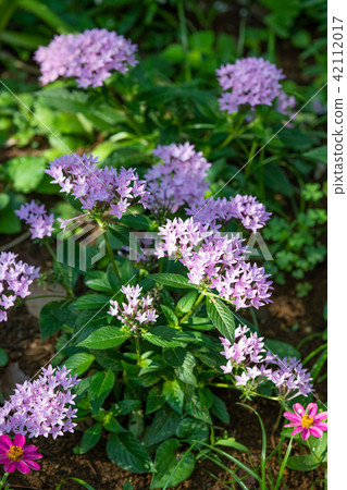 Pink pentas flowers 42112017