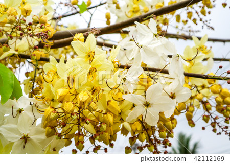 Cassia hybrid flower has white and yellow color Cassia hybrid flower has white and yellow color 42112169