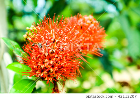 Bush Willow red boutique flower and green leaves 42112207