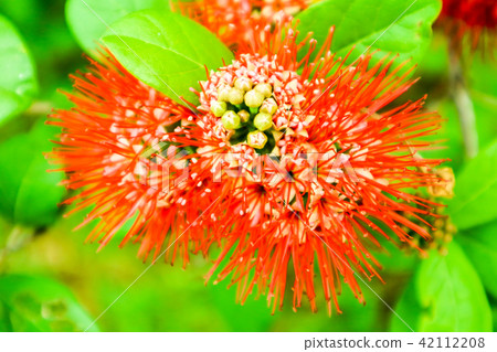 Bush Willow red boutique flower and green leaves 42112208