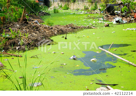 Duckweed as an indicator of water pollution Duckweed as an indicator of water pollution 42112214