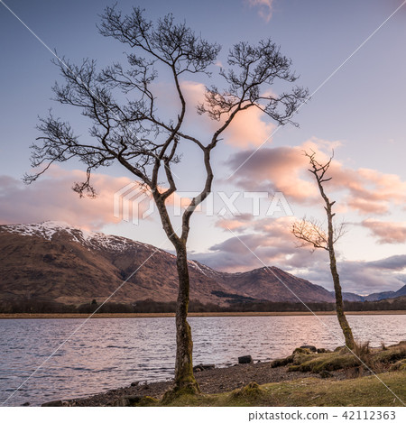 Two Trees on Loch Awe, Scotland Two Trees on Loch Awe, Scotland 42112363