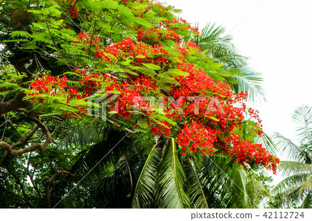 flame tree red flower new born green leaves tree 42112724