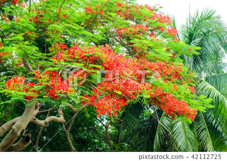 flame tree red blooming new born green leaves tree flame tree red blooming new born green leaves tree 42112725