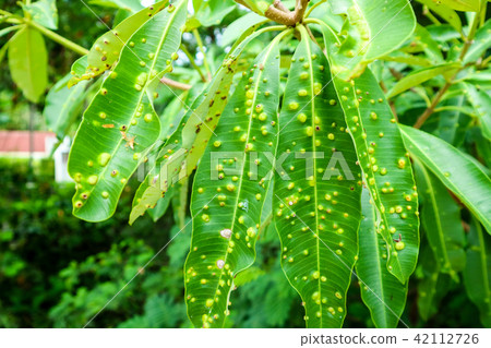 Frog-eye leaf spot diseases on leaves Suicide tree 42112726