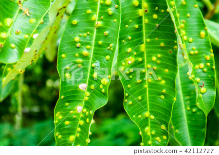 Frog-eye leaf spot diseases on leaves Suicide tree Frog-eye leaf spot diseases on leaves Suicide tree 42112727
