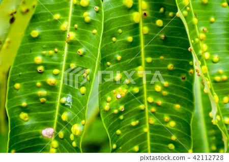 Frog-eye leaf spot diseases on leaves Suicide tree Frog-eye leaf spot diseases on leaves Suicide tree 42112728