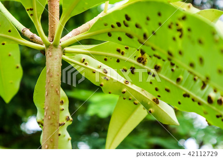 Frog-eye leaf spot diseases on leaves Suicide tree 42112729