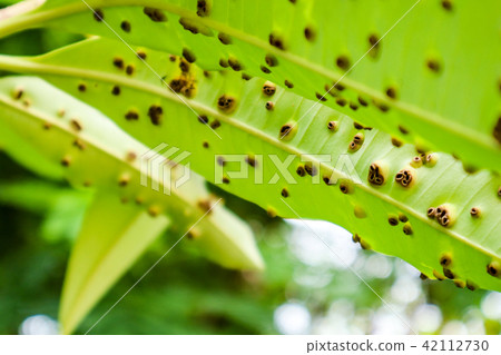 Frog-eye leaf spot diseases leaves of Suicide tree 42112730