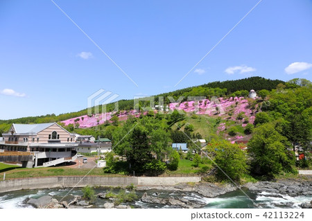 Takigami公園的Shiba Sakura 42113224
