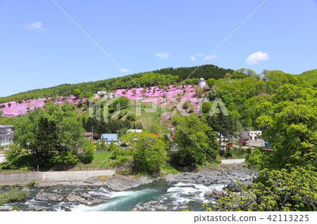 Takigami公園的Shiba Sakura 42113225