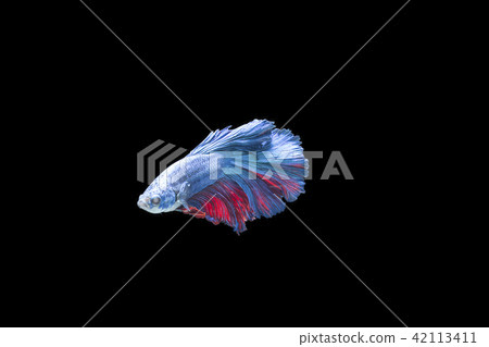 Colorful Siam fighting fish 42113411