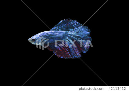 Colorful Siam fighting fish Colorful Siam fighting fish 42113412