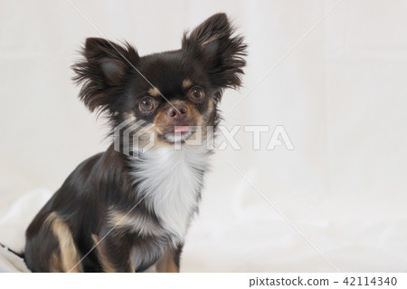 Chihuahua with a tongue out 42114340