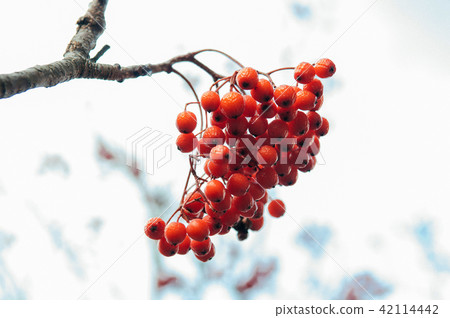 Rowan berries or Mountain ash in winter Rowan berries or Mountain ash in winter 42114442