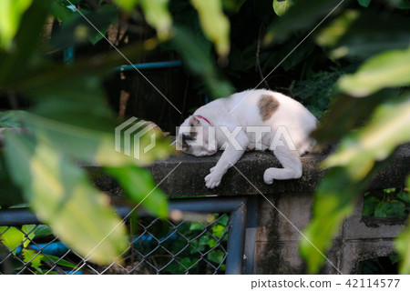 Cat sleep on fence with leaf foreground Cat sleep on fence with leaf foreground 42114577