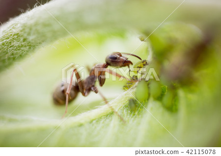 ant  macro  42115078