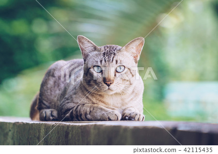 Cat on the house wall looking at camera 42115435