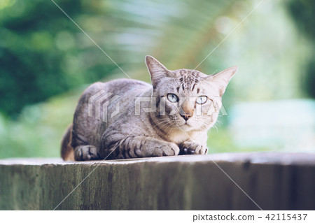Cat on the house wall looking at camera 42115437