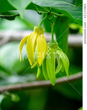 fragrant flowers of climbing ylang-ylang fragrant flowers of climbing ylang-ylang 42115965