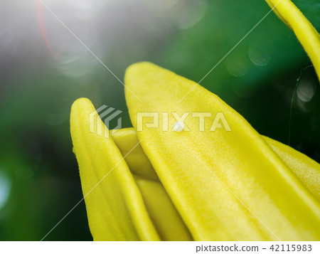 Butterfly eggs on yellow flower petals Butterfly eggs on yellow flower petals 42115983