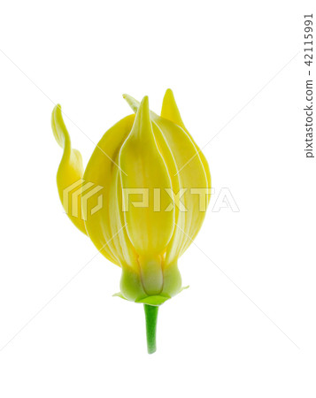 fragrant flowers of climbing ylang-ylang 42115991