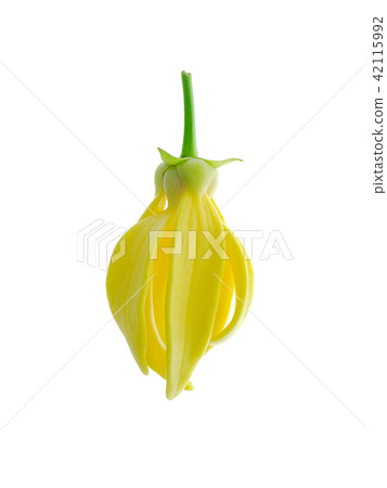 fragrant flowers of climbing ylang-ylang 42115992